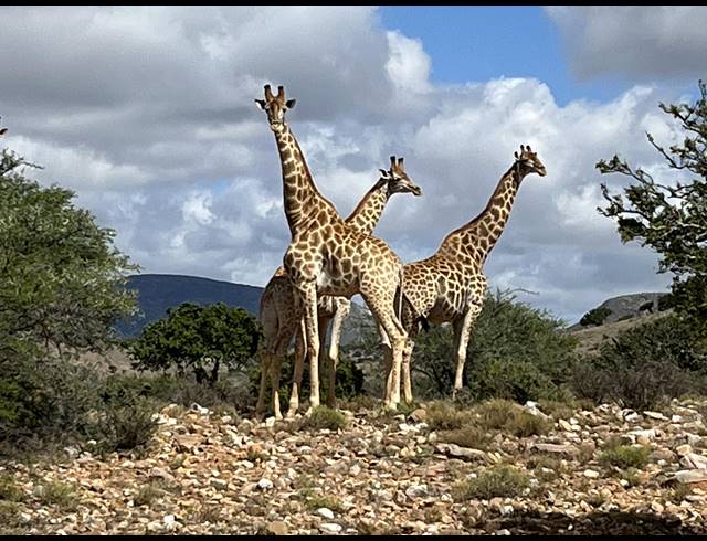 1,298HA FARM FOR SALE IN WILLOWMORE RURAL